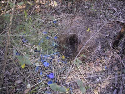 Bower of the Satin Bower Bird next to the Lone Grave at Wisemans Ferry